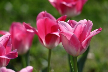 色とりどりに咲き誇る赤白黄色