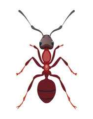 ant on white background vector