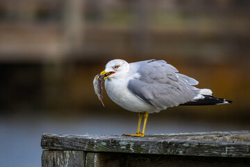 Gull with Fish (Ring-billed Gull)