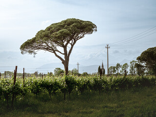 A picturesque vineyard with a large umbrella pine tree in the foreground. A distant church steeple...