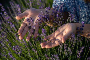 Female hands in purple lavender bushes growing in field, sunny day