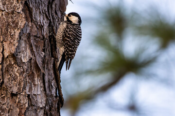 Red-cockaded Woodpecker 