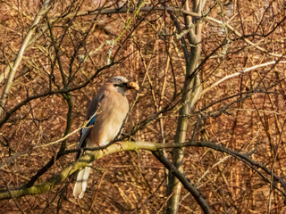 Eurasian Jay Perched on a Branch in a Cozy Winter Forest