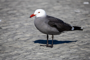 Heermann's Gull