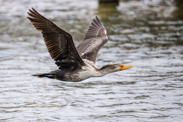 immature Double-crested Cormorant in Flight