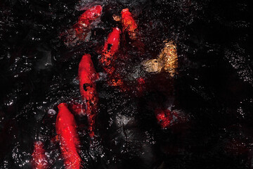 beautiful red carps in a dark pond. close-up photo of insect. Beautiful summer photo, warm summer day, sunshine. poster for interior. picture for house. interior photography