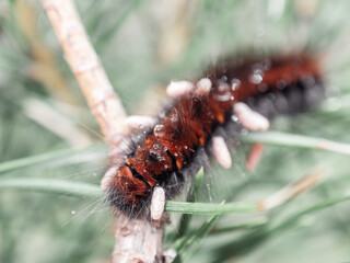 fluffy red caterpillar among the green grass. close-up photo of insect. Beautiful summer photo, warm summer day, sunshine. poster for interior. picture for house. interior photography