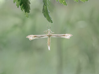 a beautiful white mosquito on a green leaf. close-up photo of insect. Beautiful summer photo, warm summer day, sunshine. poster for interior. picture for house. interior photography