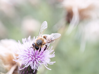 cute bee collects nectar on flower. close-up photo of insect. Beautiful summer photo, warm summer day, sunshine. poster for interior. picture for house. interior photography