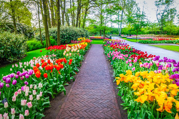 Rows of tulip flowers