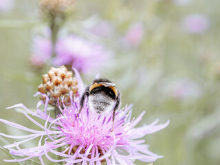 fluffy bumblebee sits on flower. close-up photo of insect. Beautiful summer photo, warm summer day,...