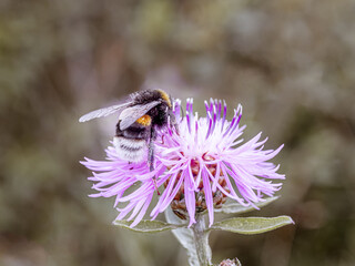 fluffy bumblebee sits on flower. close-up photo of insect. Beautiful summer photo, warm summer day, sunshine. picture for congratulations. poster for interior. picture for house. interior photography