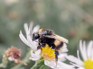 fluffy bumblebee sits on flower. close-up photo of insect. Beautiful summer photo, warm summer day,...