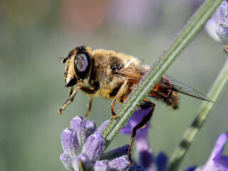 cute bee collects nectar on flower. close-up photo of insect. Beautiful summer photo, warm summer day, sunshine. poster for interior. picture for house. interior photography