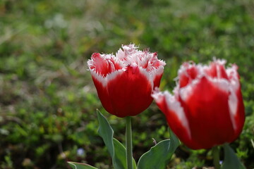 Obraz premium 色とりどりに咲き誇る赤白黄色