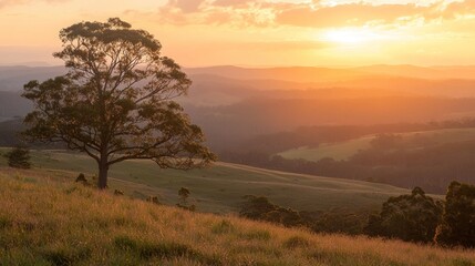 Golden Hour Landscape: Solitary Tree on Hilltop at Sunset