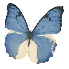 Obraz premium Madagascan butterfly ripped paper invertebrate animal insect.