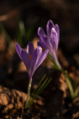Fototapeta premium Flowers of lilac crocuses opened under the rays of the morning sun