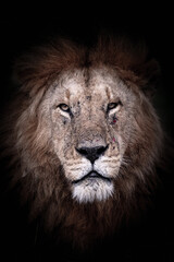 African lion, panthera leo in the Masai Mara, Kenya. This mature male has scars from a fight....