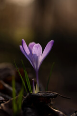 Violet crocus flower on the forest floor among old branches