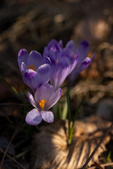 Few lilac crocus flowers with purple strokes on the petals on a spring morning