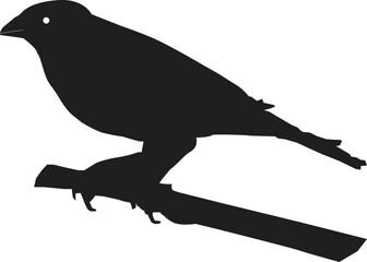  Black bird stand  on a branch