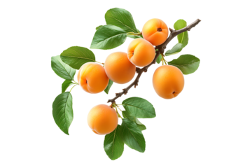 Apricot branch with fruits and leaves Isolated on White and Transparent Background PNG Image.