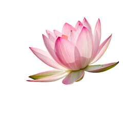 Pink lotus flower isolated on transparent background