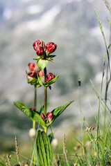 Gentiana purpurea, the purple gentian, is a plant species in the genus Gentiana. The root is sometimes used in the manufacture of gentian bitters. It is native to Central and Northern Europe.