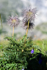 Pulsatilla alpina fruit. This plant occurs in the Alps in Europe.
