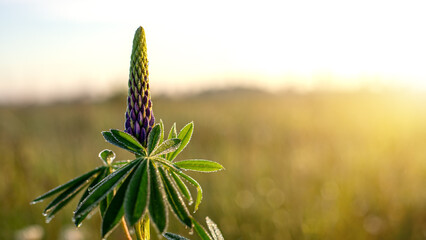 Young lupine with drops dew point at sunrise. Close up.