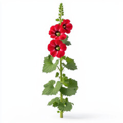 Captivating realistic photography of a red flower on a stem from a hollyhock garden showcasing its rich color and petal details with ample copy space for text or graphic elements