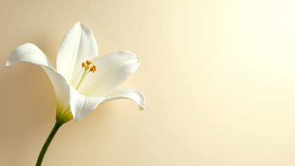 Fototapeta premium A delicate white lily blooms softly against a subtle background, showcasing its elegant petals and vibrant yellow stamens.