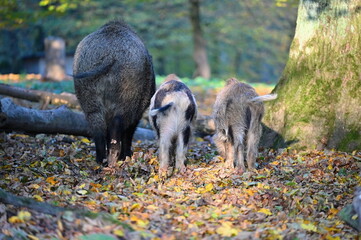 Wild boars in nature. Beautiful concept for animals and nature.