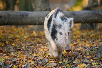 Wild boars in nature. Beautiful concept for animals and nature.