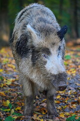 Wild boars in nature. Beautiful concept for animals and nature.