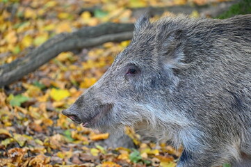 Wild boars in nature. Beautiful concept for animals and nature.