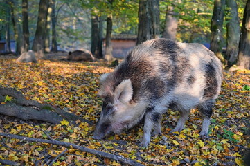 Wild boars in nature. Beautiful concept for animals and nature.