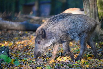 Wild boars in nature. Beautiful concept for animals and nature.