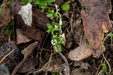 woodlice, perennial weed, white flowers, blooms, small, succulent stems, green, medicinal, spring, yellowed leaves, garden, park, nature, macro