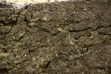 cracked cement wall, dark gray, cracks, structural, neglected, texture, abandoned garden, cracked, brown, pattern, textured, rough