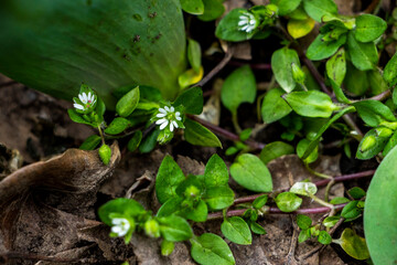 woodlice, perennial weed, white flowers, blooms, small, succulent stems, green, medicinal, spring, yellowed leaves, spring, garden, park,