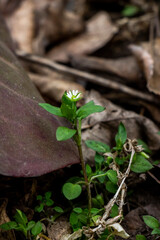 woodlice, perennial weed, white flowers, blooms, small, succulent stems, green, medicinal, spring, yellowed leaves, spring, garden, park,