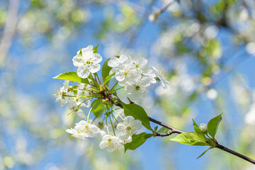 White cherry tree blossom flowers blooming in spring, easter time against a natural sunny blurred garden background. No AI tools