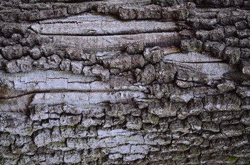 background and texture of the bark of different tree species