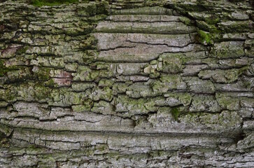 background and texture of the bark of different tree species