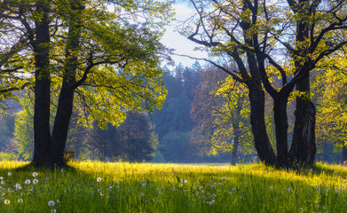 Spring meadow with big old oaks trees. Oak tree in the springtime. No AI tools
