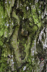 background and texture of the bark of different tree species