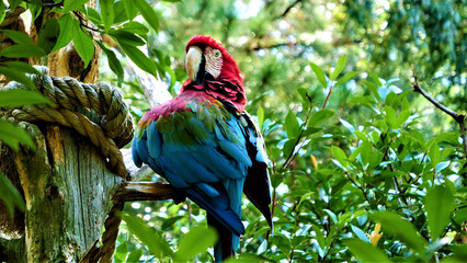 Parrot in Zoo