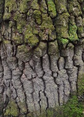 background and texture of the bark of different tree species